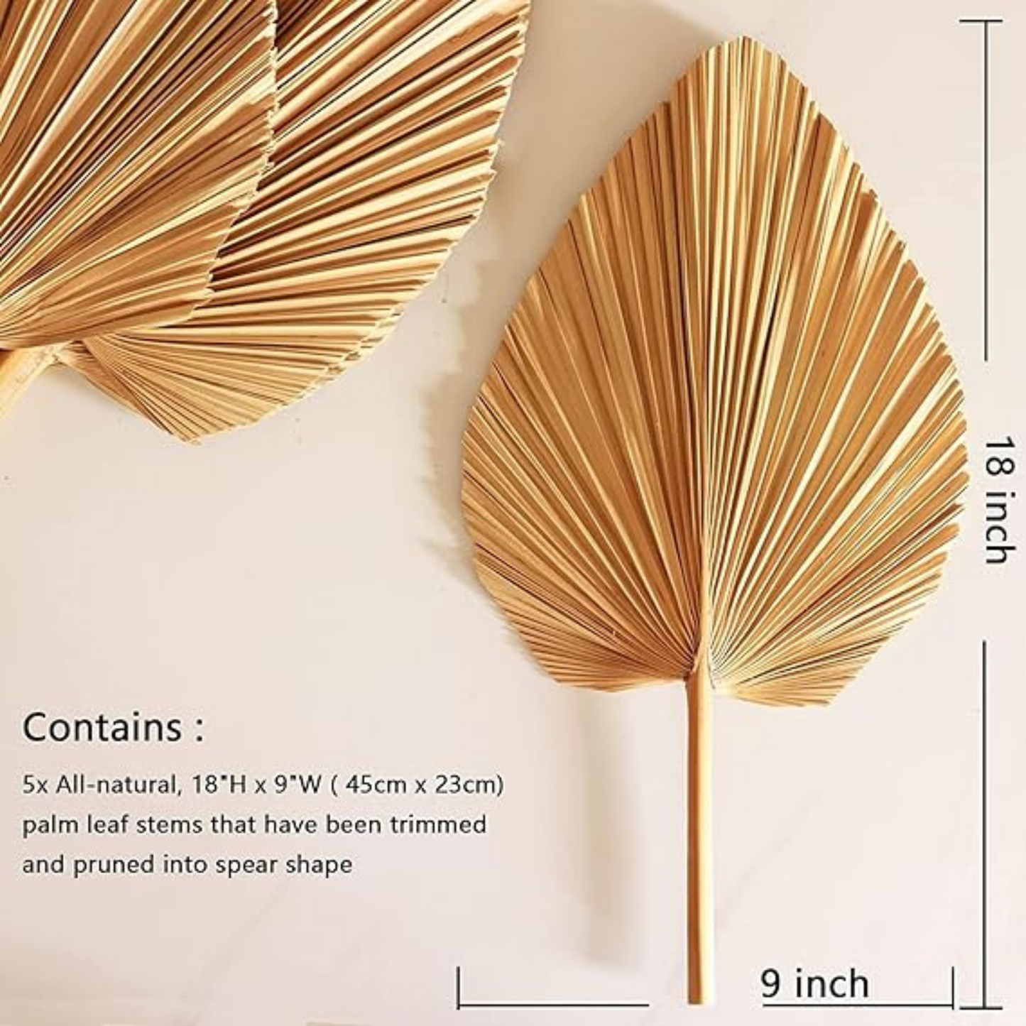 Dried Palm Leaves 18" Large Natural Trimmed Palm – Preserved Plant