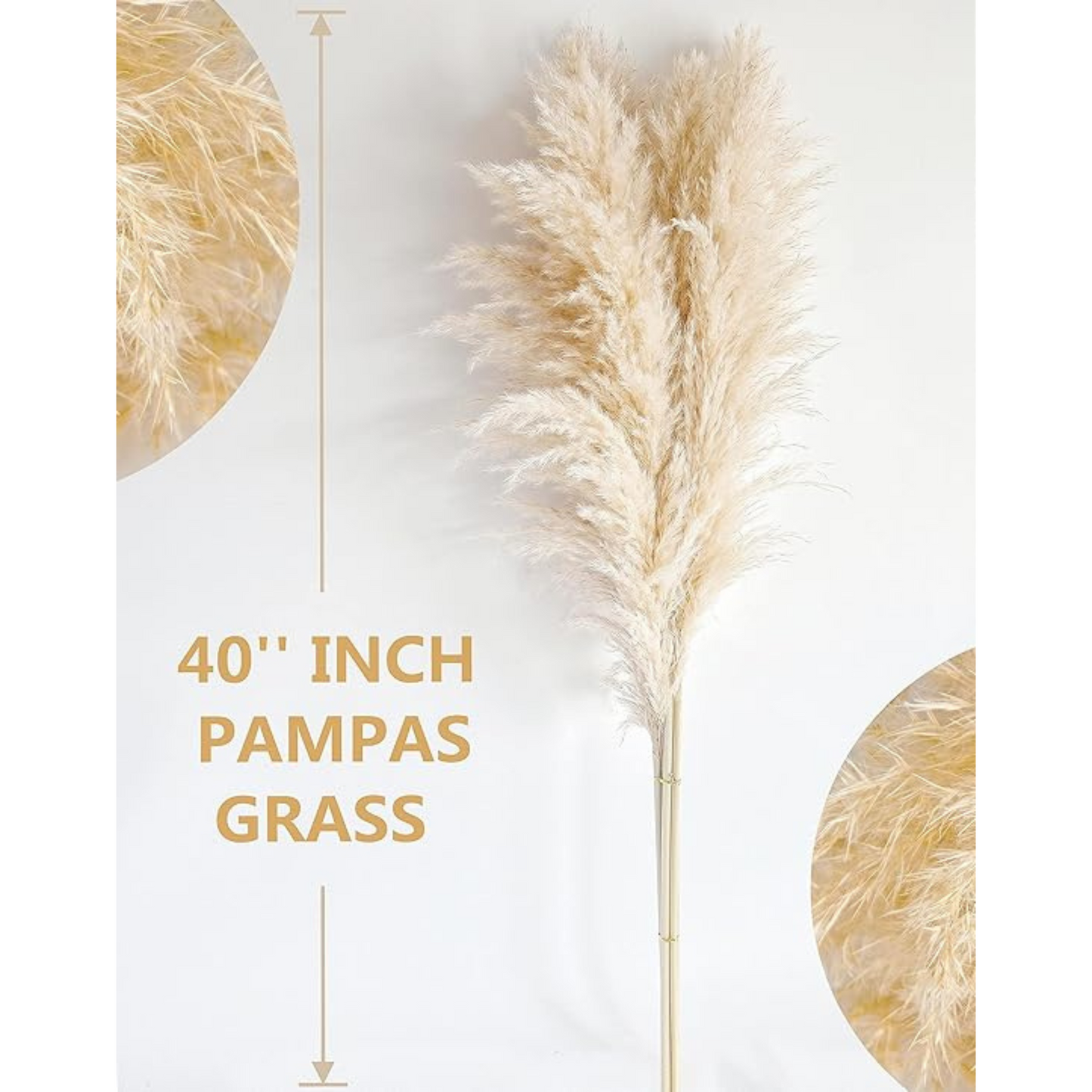 Bannifll Natural Pampas Grass in Beige – Dried Preserved Plant