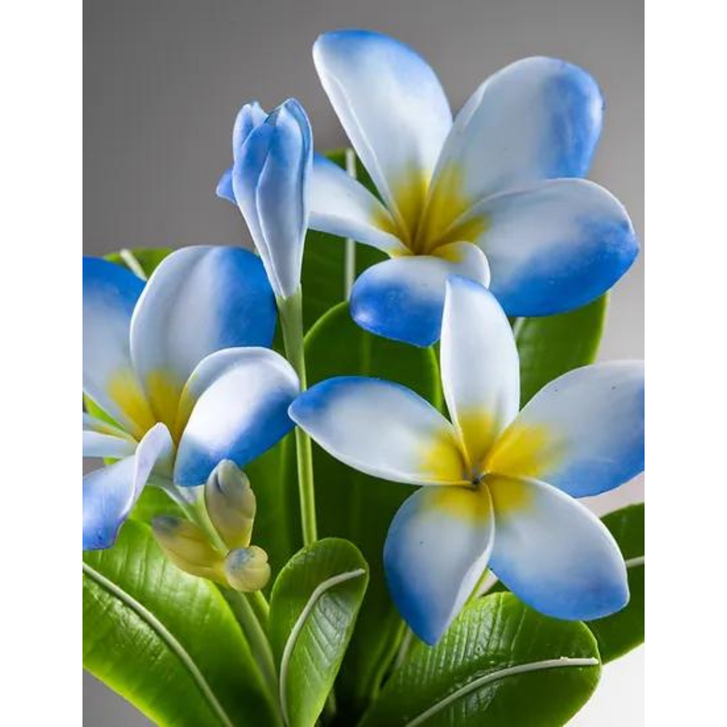Artificial Plumeria Flowers in White and Blue – 10in