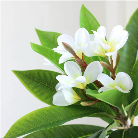 Artificial Plumeria Flowers in White and Blue – 10in