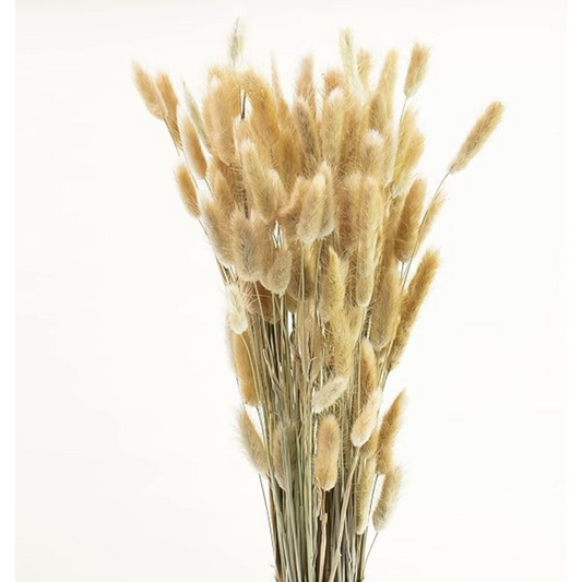 Dried Bunny Tail Grass Lagurus – Natural Preserved Plant