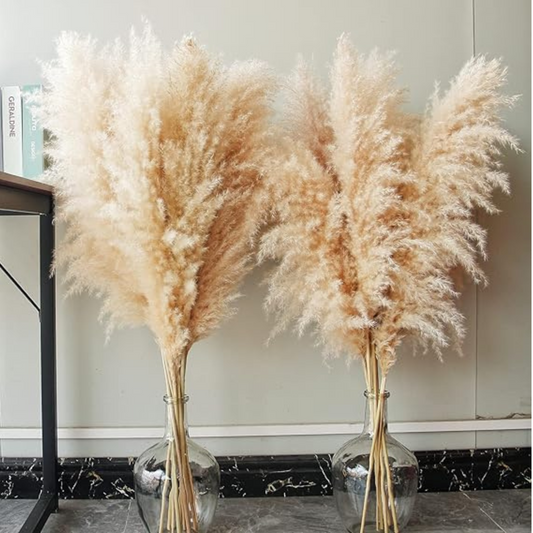Bannifll Natural Pampas Grass in Beige – Dried Preserved Plant