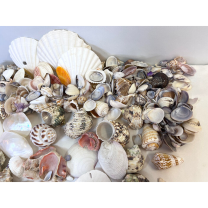 Huge Mixed Lot of Real Sea Shells for Crafts and Decor