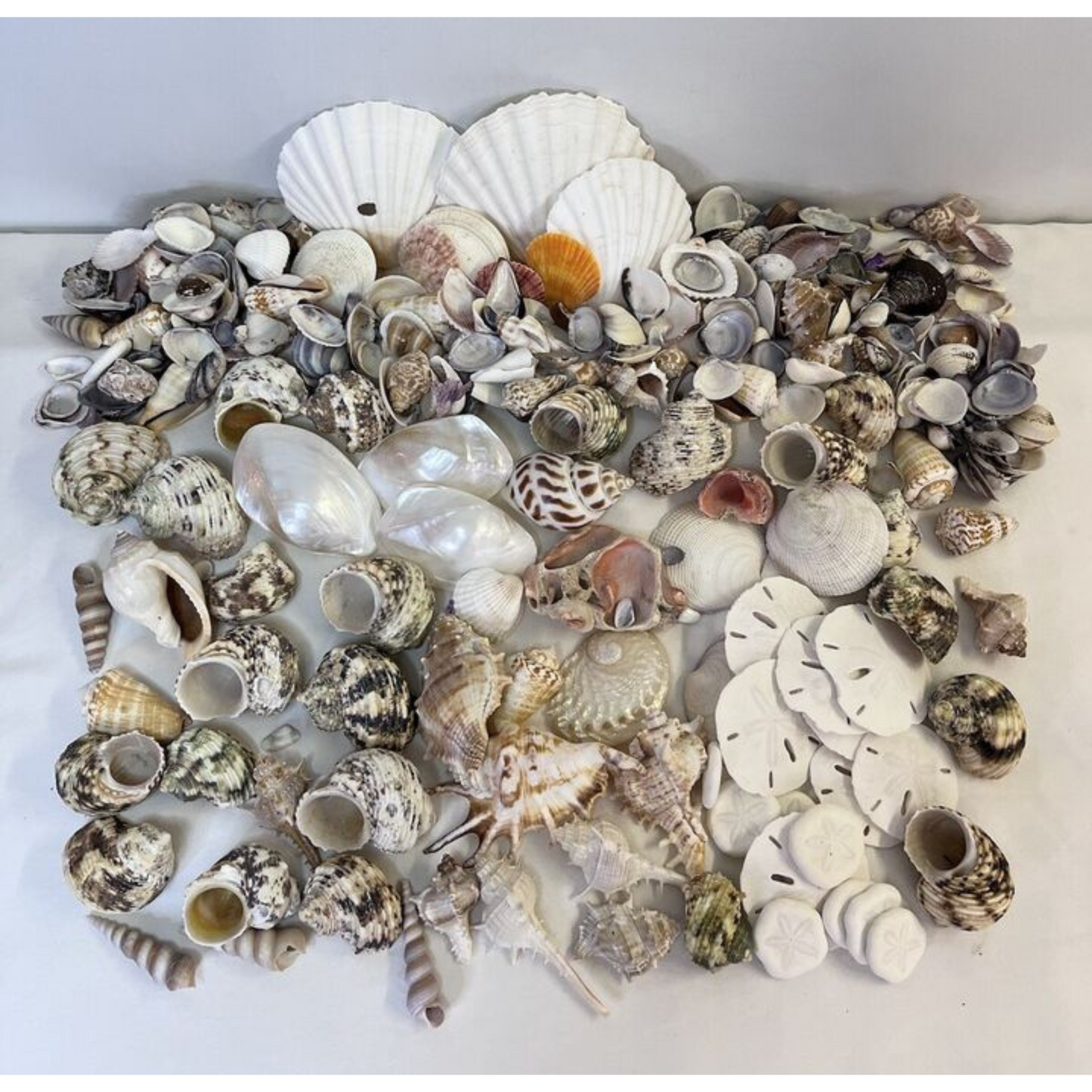 Huge Mixed Lot of Real Sea Shells for Crafts and Decor
