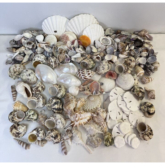 Huge Mixed Lot of Real Sea Shells for Crafts and Decor